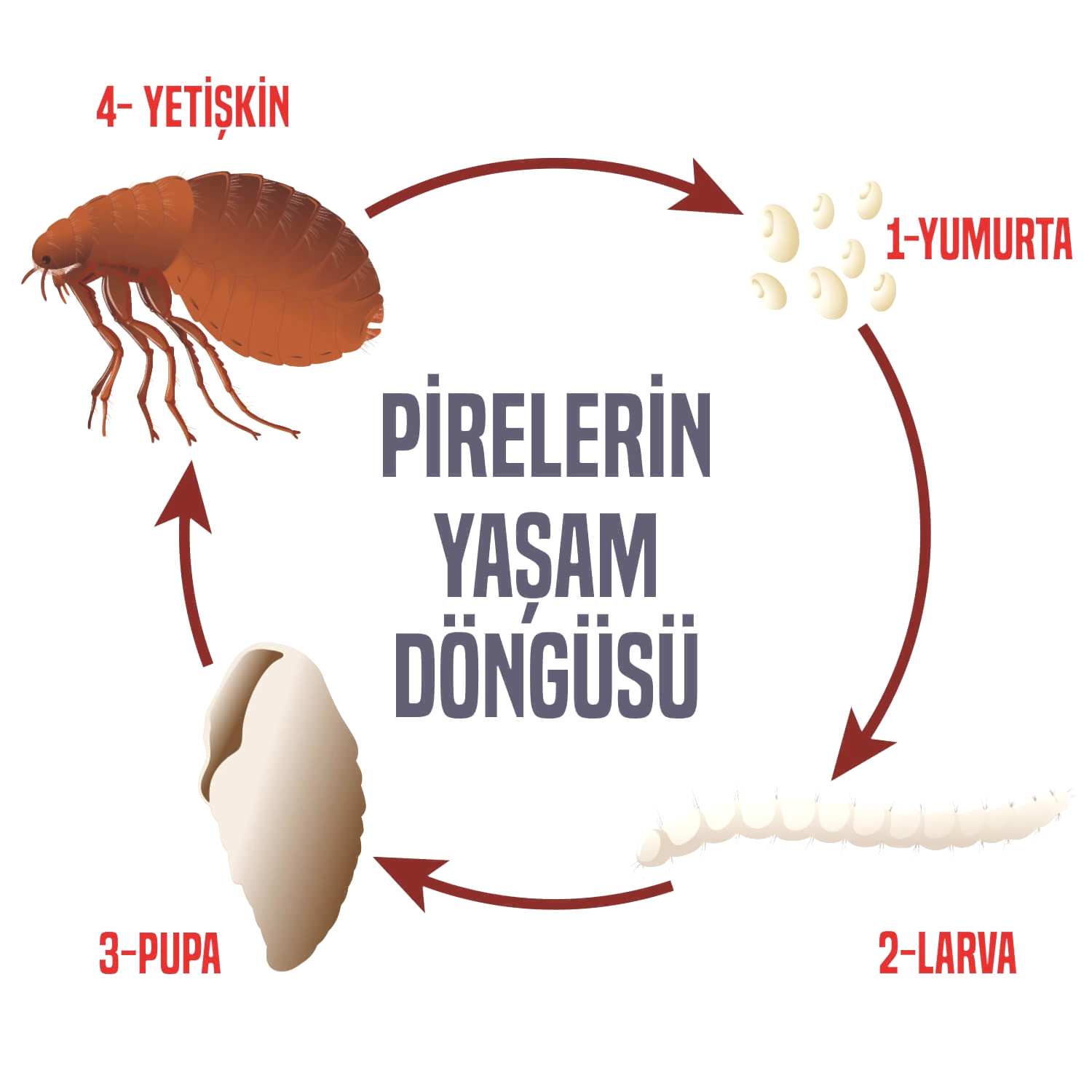 Pire Nasıl İlaçlanır
